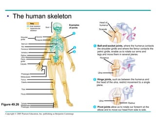 The human skeleton Figure 49.26 1   Ball-and-socket joints,  where the humerus contacts the shoulder girdle and where the femur contacts the pelvic girdle, enable us to rotate our arms and legs and move them in several planes. 2   Hinge joints,  such as between the humerus and the head of the ulna, restrict movement to a single plane. 3   Pivot joints  allow us to rotate our forearm at the elbow and to move our head from side to side. key Axial skeleton Appendicular skeleton Skull Shoulder girdle Clavicle Scapula Sternum Rib Humerus Vertebra Radius Ulna Pelvic girdle Carpals Phalanges Metacarpals Femur Patella Tibia Fibula Tarsals Metatarsals Phalanges 1 Examples of joints 2 3 Head of humerus Scapula Humerus Ulna Ulna Radius 