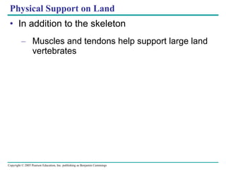 Physical Support on Land In addition to the skeleton Muscles and tendons help support large land vertebrates 