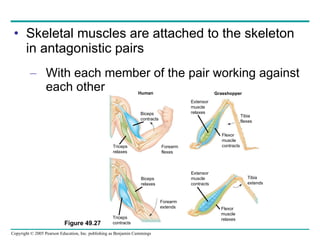 Skeletal muscles are attached to the skeleton in antagonistic pairs With each member of the pair working against each other Figure 49.27 Human Grasshopper Biceps contracts Triceps relaxes Forearm flexes Biceps relaxes Triceps contracts Forearm extends Extensor muscle relaxes Flexor muscle contracts Tibia flexes Extensor muscle contracts Flexor muscle relaxes Tibia extends 