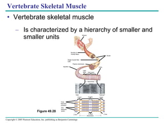 Vertebrate Skeletal Muscle Vertebrate skeletal muscle Is characterized by a hierarchy of smaller and smaller units Figure 49.28 Muscle Bundle of muscle fibers Single muscle fiber (cell) Plasma membrane Myofibril Light band Dark band Z line Sarcomere TEM 0.5 m I  band A band I  band M line Thick filaments (myosin) Thin filaments (actin) H zone Sarcomere Z line Z line Nuclei 
