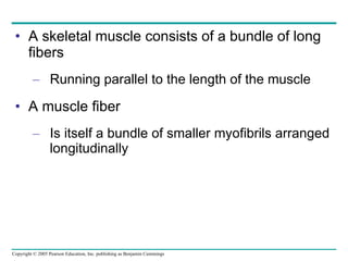 A skeletal muscle consists of a bundle of long fibers Running parallel to the length of the muscle A muscle fiber Is itself a bundle of smaller myofibrils arranged longitudinally 