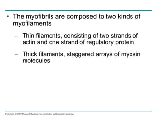 The myofibrils are composed to two kinds of myofilaments Thin filaments, consisting of two strands of actin and one strand of regulatory protein Thick filaments, staggered arrays of myosin molecules 