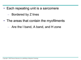 Each repeating unit is a sarcomere Bordered by Z lines The areas that contain the myofilments Are the I band, A band, and H zone 