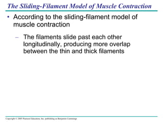 The Sliding-Filament Model of Muscle Contraction According to the sliding-filament model of muscle contraction The filaments slide past each other longitudinally, producing more overlap between the thin and thick filaments 