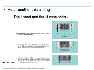 As a result of this sliding The I band and the H zone shrink Figure 49.29a–c (a) Relaxed muscle fiber.  In a relaxed muscle fiber, the  I  bands and H zone are relatively wide. (b) Contracting muscle fiber.  During contraction, the thick and thin filaments slide past each other, reducing the width of the I  bands and H zone and shortening the sarcomere. (c) Fully contracted muscle fiber.  In a fully contracted muscle fiber, the sarcomere is shorter still. The thin filaments overlap, eliminating the H zone. The  I  bands disappear as the ends of the thick filaments contact the Z lines. 0.5 m Z H A Sarcomere 