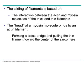 The sliding of filaments is based on The interaction between the actin and myosin molecules of the thick and thin filaments The “head” of a myosin molecule binds to an actin filament Forming a cross-bridge and pulling the thin filament toward the center of the sarcomere 