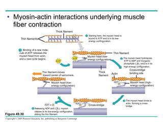 Myosin-actin interactions underlying muscle fiber contraction Figure 49.30 Thick filament Thin filaments Thin filament ATP ATP ADP ADP ADP P  i P  i P  i Cross-bridge Myosin head (low- energy configuration) Myosin head (high- energy configuration) + Myosin head (low- energy configuration) Thin filament moves  toward center of sarcomere. Thick  filament Actin Cross-bridge  binding site 1 Starting here, the myosin head is bound to ATP and is in its low-energy confinguration. 2 The myosin head hydrolyzes  ATP to ADP and inorganic  phosphate (  I  ) and is in its  high-energy configuration.  P 1 The myosin head binds to actin, forming a cross- bridge.  3 4 Releasing ADP and (  i ), myosin relaxes to its low-energy configuration,  sliding the thin filament. P 5   Binding of a new mole- cule of ATP releases the  myosin head from actin, and a new cycle begins. 