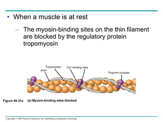 When a muscle is at rest The myosin-binding sites on the thin filament are blocked by the regulatory protein tropomyosin Figure 49.31a Actin Tropomyosin Ca 2+ -binding sites Troponin complex (a) Myosin-binding sites blocked 