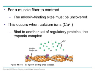 For a muscle fiber to contract The myosin-binding sites must be uncovered This occurs when calcium ions (Ca 2+ ) Bind to another set of regulatory proteins, the troponin complex Figure 49.31b Ca 2+ Myosin- binding site (b) Myosin-binding sites exposed 
