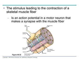 The stimulus leading to the contraction of a skeletal muscle fiber Is an action potential in a motor neuron that makes a synapse with the muscle fiber Figure 49.32 Motor neuron axon Mitochondrion Synaptic terminal T tubule Sarcoplasmic reticulum Myofibril Plasma membrane of muscle fiber Sarcomere Ca 2+  released from sarcoplasmic reticulum 