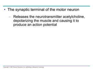 The synaptic terminal of the motor neuron Releases the neurotransmitter acetylcholine, depolarizing the muscle and causing it to produce an action potential 