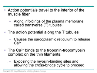 Action potentials travel to the interior of the muscle fiber Along infoldings of the plasma membrane called transverse (T) tubules The action potential along the T tubules Causes the sarcoplasmic reticulum to release Ca 2+ The Ca 2+  binds to the troponin-tropomyosin complex on the thin filaments Exposing the myosin-binding sites and allowing the cross-bridge cycle to proceed 