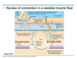 Review of contraction in a skeletal muscle fiber Figure 49.33 ACh Synaptic terminal of motor neuron Synaptic cleft T TUBULE PLASMA MEMBRANE SR ADP CYTOSOL Ca 2 Ca 2 P 2 Cytosolic Ca 2+  is  removed by active  transport into  SR after action  potential ends. 6 Acetylcholine (ACh) released by synaptic terminal diffuses across synaptic cleft and binds to receptor proteins on muscle fiber’s plasma membrane,  triggering an action potential in muscle fiber. 1 Action potential is propa- gated along plasma membrane and down T tubules. 2 Action potential triggers Ca 2+ release from sarco- plasmic reticulum (SR). 3 Myosin cross-bridges alternately attach to actin and detach, pulling actin filaments toward center of sarcomere; ATP powers sliding of filaments. 5 Calcium ions bind to troponin; troponin changes shape, removing blocking action of tropomyosin; myosin-binding sites exposed. 4 Tropomyosin blockage of myosin- binding sites is restored; contraction ends, and muscle fiber relaxes.  7 
