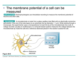 The membrane potential of a cell can be measured Figure 48.9 APPLICATION Electrophysiologists use intracellular recording to measure the membrane potential of  neurons and other cells. TECHNIQUE A microelectrode is made from a glass capillary tube filled with an electrically conductive  salt solution. One end of the tube tapers to an extremely fine tip (diameter < 1 µm). While looking through a  microscope, the experimenter uses a micropositioner to insert the tip of the microelectrode into a cell. A  voltage recorder (usually an oscilloscope or a computer-based system) measures the voltage between the  microelectrode tip inside the cell and a reference electrode placed in the solution outside the cell. Microelectrode Reference electrode Voltage  recorder – 70 mV 