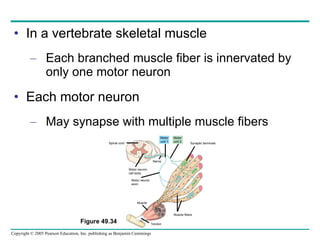 In a vertebrate skeletal muscle Each branched muscle fiber is innervated by only one motor neuron Each motor neuron May synapse with multiple muscle fibers Figure 49.34 Spinal cord Nerve Motor neuron cell body Motor unit 1 Motor unit 2 Motor neuron axon Muscle Tendon Synaptic terminals Muscle fibers 