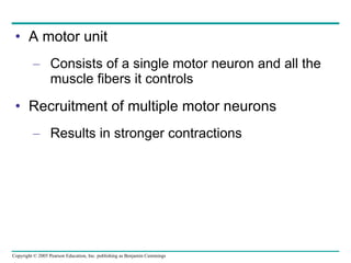 A motor unit Consists of a single motor neuron and all the muscle fibers it controls Recruitment of multiple motor neurons Results in stronger contractions 