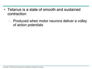 Tetanus is a state of smooth and sustained contraction Produced when motor neurons deliver a volley of action potentials 