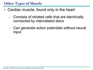 Other Types of Muscle Cardiac muscle, found only in the heart Consists of striated cells that are electrically connected by intercalated discs Can generate action potentials without neural input 