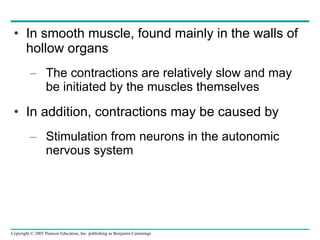 In smooth muscle, found mainly in the walls of hollow organs The contractions are relatively slow and may be initiated by the muscles themselves In addition, contractions may be caused by Stimulation from neurons in the autonomic nervous system 