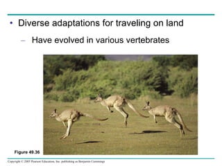 Diverse adaptations for traveling on land Have evolved in various vertebrates Figure 49.36 