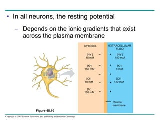 In all neurons, the resting potential Depends on the ionic gradients that exist across the plasma membrane CYTOSOL EXTRACELLULAR FLUID [Na + ] 15 m M [K + ] 150 m M [Cl – ] 10 m M [A – ] 100 m M [Na + ] 150 m M [K + ] 5 m M [Cl – ] 120 m M – – – – – + + + + + Plasma membrane Figure 48.10  