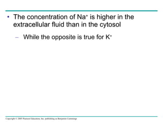 The concentration of Na +  is higher in the extracellular fluid than in the cytosol While the opposite is true for K + 