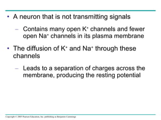 A neuron that is not transmitting signals Contains many open K +  channels and fewer open Na +  channels in its plasma membrane The diffusion of K +  and Na +  through these channels Leads to a separation of charges across the membrane, producing the resting potential 