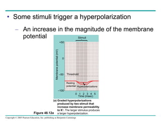 Some stimuli trigger a hyperpolarization An increase in the magnitude of the membrane potential Figure 48.12a +50 0 – 50 – 100 Time (msec) 0  1  2  3  4  5 Threshold Resting potential Hyperpolarizations Membrane potential (mV) Stimuli (a) Graded hyperpolarizations  produced by two stimuli that  increase membrane permeability  to K + .  The larger stimulus produces a larger hyperpolarization. 