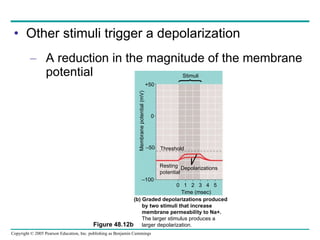 Other stimuli trigger a depolarization A reduction in the magnitude of the membrane potential Figure 48.12b +50 0 – 50 – 100 Time (msec) 0  1  2  3  4  5 Threshold Resting potential Depolarizations Membrane potential (mV) Stimuli (b) Graded depolarizations produced  by two stimuli that increase  membrane permeability to Na+. The larger stimulus produces a larger depolarization. 