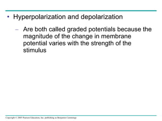 Hyperpolarization and depolarization Are both called graded potentials because the magnitude of the change in membrane potential varies with the strength of the stimulus 