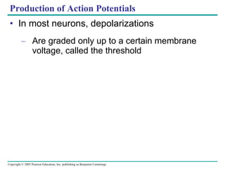 Production of Action Potentials In most neurons, depolarizations Are graded only up to a certain membrane voltage, called the threshold 