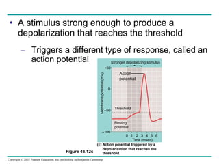 A stimulus strong enough to produce a depolarization that reaches the threshold Triggers a different type of response, called an action potential Figure 48.12c +50 0 – 50 – 100 Time (msec) 0   1   2   3    4   5   6 Threshold Resting potential Membrane potential (mV) Stronger depolarizing stimulus Action potential (c) Action potential triggered by a  depolarization that reaches the  threshold. 