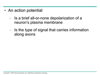 An action potential Is a brief all-or-none depolarization of a neuron’s plasma membrane Is the type of signal that carries information along axons 