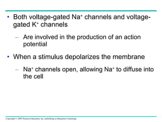 Both voltage-gated Na +  channels and voltage-gated K +  channels Are involved in the production of an action potential When a stimulus depolarizes the membrane Na +  channels open, allowing Na +  to diffuse into the cell 