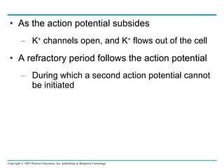 As the action potential subsides K +  channels open, and K +  flows out of the cell A refractory period follows the action potential During which a second action potential cannot be initiated 
