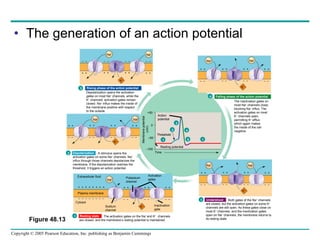 The generation of an action potential –  –  –  –  –  –  –  – +  +  +  +  +  +  +  + +  + +  + –  – –  – Na + Na + K + Na + Na + K + Na + Na + K + Na + K + K + Na + Na + Rising phase of the action potential Undershoot Sodium channel Action potential Resting potential Time Threshold Membrane potential  (mV) +50 0 – 50 – 100 Threshold Cytosol Figure 48.13 Depolarization opens the activation gates on most Na +  channels, while the K +  channels’ activation gates remain closed. Na +  influx makes the inside of the membrane positive with respect to the outside. The inactivation gates on most Na +  channels close, blocking Na +  influx. The activation gates on most K +  channels open, permitting K +  efflux which again makes the inside of the cell negative. A stimulus opens the activation gates on some Na +  channels. Na + influx through those channels depolarizes the membrane. If the depolarization reaches the threshold, it triggers an action potential. The activation gates on the Na +  and K +   channels are closed, and the membrane’s resting potential is maintained. Both gates of the Na +  channels are closed, but the activation gates on some K +   channels are still open. As these gates close on most K +  channels, and the inactivation gates  open on Na +  channels, the membrane returns to its resting state. +  + –  – +  + –  – +  + –  – +  + –  – +  + –  – +  + –  – +  + –  – +  + –  – +  + –  – +  + –  – +  + –  – +  + –  – +  + –  – –  – +  + –  – +  + –  – +  + –  – +  + 5 1 Resting state 2 Depolarization 3 4 Falling phase of the action potential 1 2 3 4 5 1 Plasma membrane Extracellular fluid Activation gates Potassium channel Inactivation gate 
