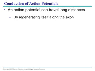 Conduction of Action Potentials An action potential can travel long distances By regenerating itself along the axon 