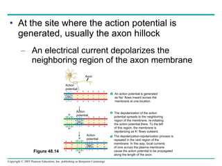 At the site where the action potential is generated, usually the axon hillock An electrical current depolarizes the neighboring region of the axon membrane Figure 48.14 – + – + + + + + – + – + + + + + + – + – + + + + + – + – + + + + + – + – – – – – + – + – – – – – – – – – – – – – – – – – + + + + + + + + – – – – + + + + – – – – – – – – + + + + – – – – + + + + Na + Na + Na + Action potential Action potential Action potential K + K + K + Axon An action potential is generated  as Na +  flows inward across the  membrane at one location. 1 2 The depolarization of the action  potential spreads to the neighboring  region of the membrane, re-initiating  the action potential there. To the left  of this region, the membrane is  repolarizing as K +  flows outward.  3 The depolarization-repolarization process is repeated in the next region of the  membrane. In this way, local currents  of ions  across  the plasma membrane  cause the action potential to be propagated  along  the length of the axon. K + 