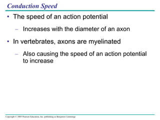 Conduction Speed The speed of an action potential Increases with the diameter of an axon In vertebrates, axons are myelinated Also causing the speed of an action potential to increase 