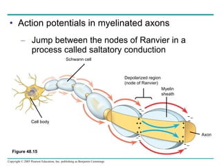 Action potentials in myelinated axons Jump between the nodes of Ranvier in a process called saltatory conduction Cell body Schwann cell Myelin  sheath Axon Depolarized region (node of Ranvier) + + + + + + + + + + + –   – –   – –   – – – – – – – Figure 48.15 