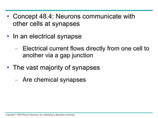 Concept 48.4: Neurons communicate with other cells at synapses In an electrical synapse Electrical current flows directly from one cell to another via a gap junction The vast majority of synapses  Are chemical synapses 