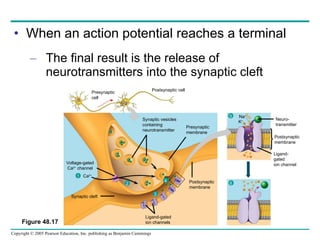 When an action potential reaches a terminal The final result is the release of neurotransmitters into the synaptic cleft Figure 48.17 Presynaptic cell Postsynaptic cell Synaptic vesicles containing neurotransmitter Presynaptic membrane Postsynaptic  membrane Voltage-gated Ca 2+  channel Synaptic cleft Ligand-gated ion channels Na + K + Ligand- gated ion channel Postsynaptic  membrane Neuro- transmitter 1 Ca 2+ 2 3 4 5 6 