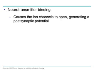Neurotransmitter binding  Causes the ion channels to open, generating a postsynaptic potential 