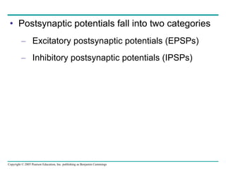 Postsynaptic potentials fall into two categories Excitatory postsynaptic potentials (EPSPs) Inhibitory postsynaptic potentials (IPSPs) 