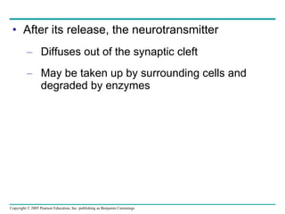 After its release, the neurotransmitter  Diffuses out of the synaptic cleft May be taken up by surrounding cells and degraded by enzymes 