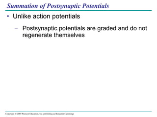 Summation of Postsynaptic Potentials Unlike action potentials Postsynaptic potentials are graded and do not regenerate themselves 