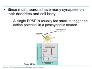 Since most neurons have many synapses on their dendrites and cell body A single EPSP is usually too small to trigger an action potential in a postsynaptic neuron Figure 48.18a E 1 E 1 Resting potential Threshold of axon of postsynaptic neuron (a) Subthreshold, no summation Terminal branch of  presynaptic neuron Postsynaptic  neuron E 1 0 – 70 Membrane potential (mV) 