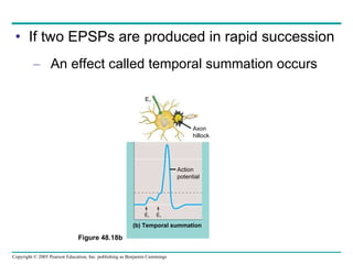 If two EPSPs are produced in rapid succession An effect called temporal summation occurs Figure 48.18b E 1 E 1 Action potential (b) Temporal summation E 1 Axon hillock 