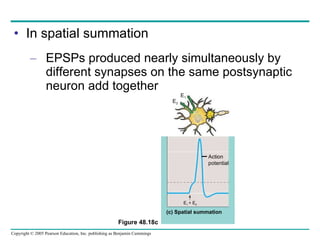 In spatial summation EPSPs produced nearly simultaneously by different synapses on the same postsynaptic neuron add together Figure 48.18c E 1  + E 2 Action potential (c) Spatial summation E 1 E 2 
