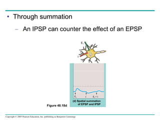 Through summation An IPSP can counter the effect of an EPSP Figure 48.18d E 1 E 1  +  I I (d) Spatial summation of EPSP and IPSP E 1 I 